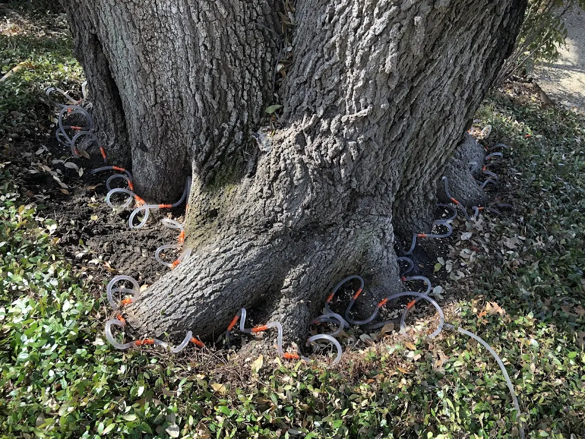 Detailed Tree Cabling and Bracing job site in Augusta