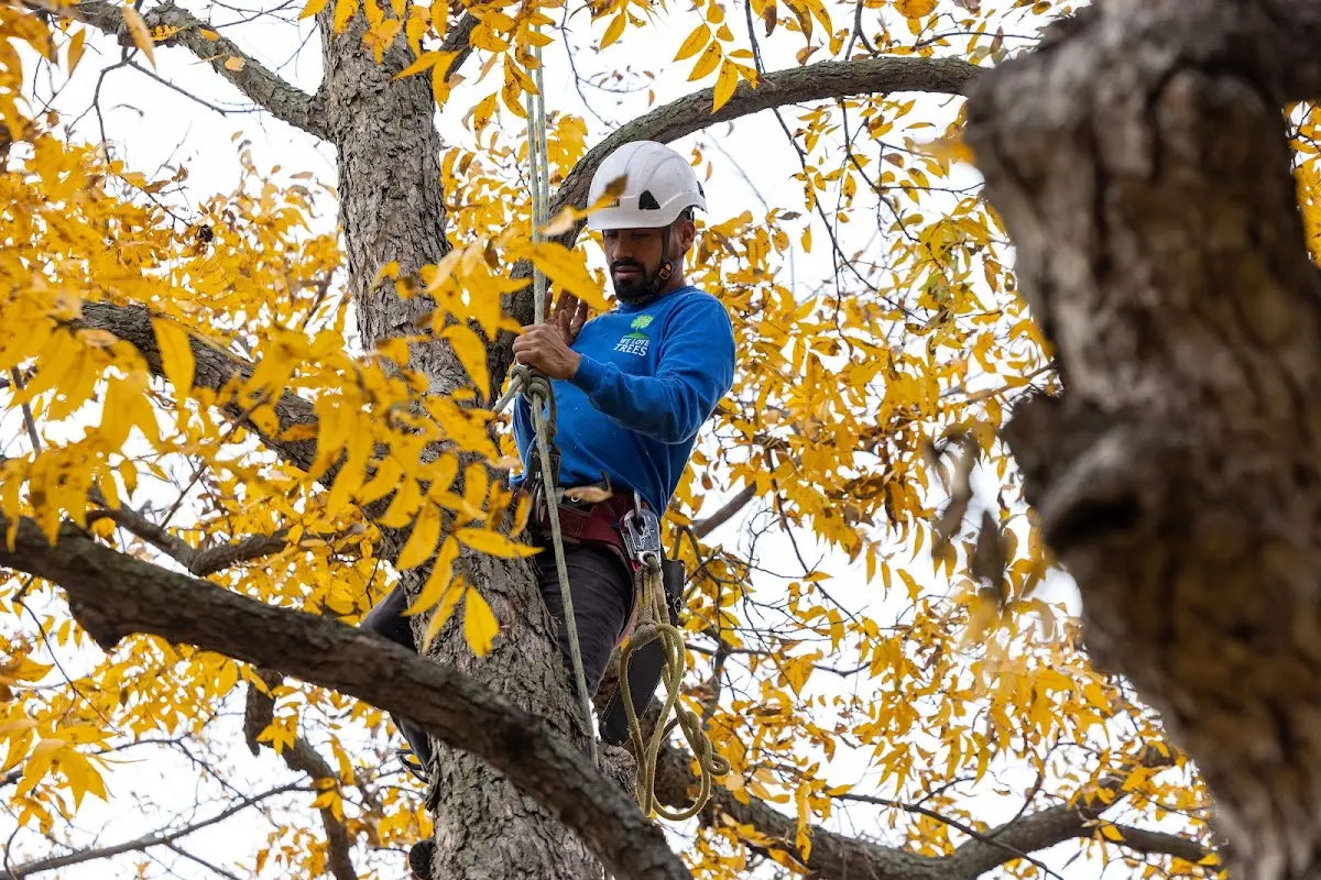 Skilled Tree Planting crew working in Augusta